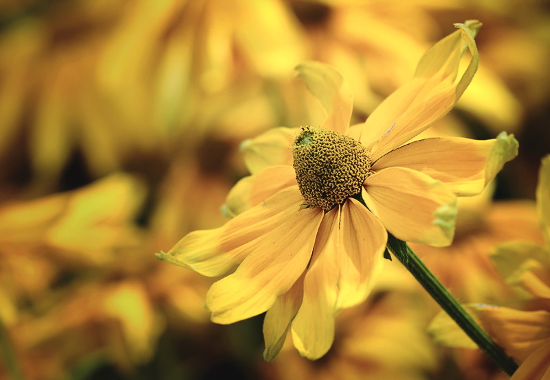 08.06.2010 Blume-Pfalz-09-D32_9734-als-Smart-Objekt-1.jpg